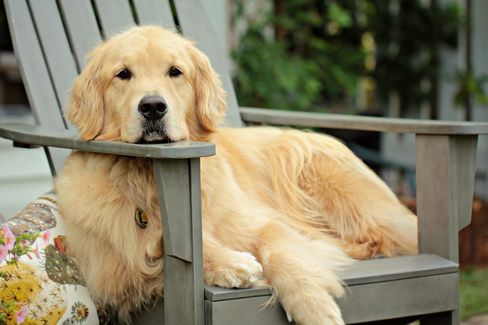A senior golden retriever resting on a wood floor in soft window light